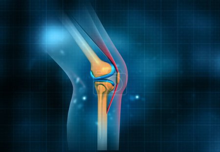 Photo for Human knee bone structure on blue background. 3d illustration - Royalty Free Image