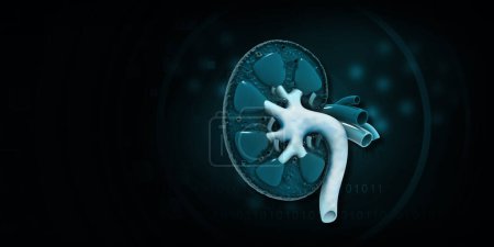 Photo for Human kidney anatomy on blue background. 3d illustration - Royalty Free Image
