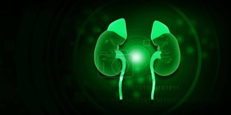 Photo for Human kidney anatomy on green background. 3d illustration - Royalty Free Image
