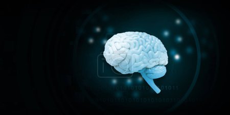 Foto de Anatomía cerebral humana saludable. ilustración 3d - Imagen libre de derechos