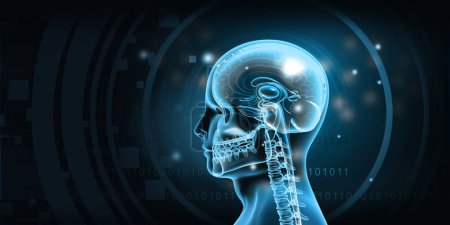 Foto de Anatomía de la cabeza humana sobre fondo digital. ilustración 3d - Imagen libre de derechos