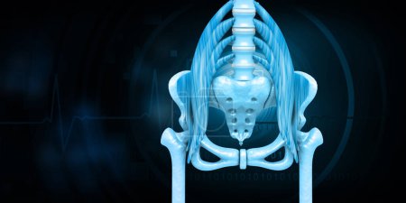 Téléchargez les photos : Anatomie de la hanche humaine. Image bleue. Illustration 3d - en image libre de droit