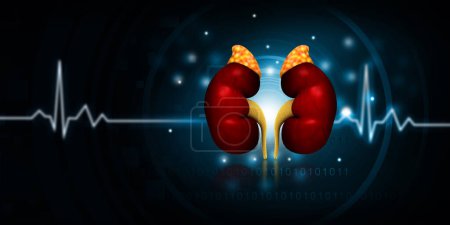 Photo for Human kidney anatomy on digital background. 3d illustration - Royalty Free Image