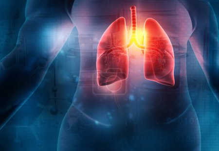 Téléchargez les photos : Schéma anatomique des poumons humains. Illustration 3d - en image libre de droit