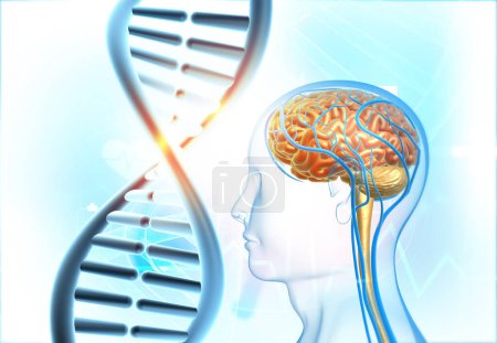 Foto de Cerebro humano con hebra de ADN. Formación médica. ilustración 3d - Imagen libre de derechos