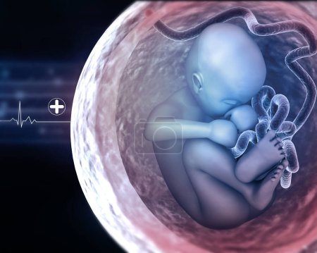 Téléchargez les photos : Fœtus dans l'utérus. Concept médical. Illustration 3d - en image libre de droit