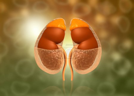 Photo for Human kidney, urinary system. 3d illustration - Royalty Free Image