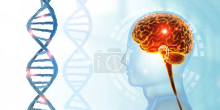Photo for Human brain with DNA strand on scientific background. 3d illustration - Royalty Free Image
