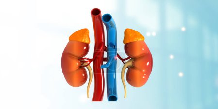 Photo for Human kidney, urinary system. 3d illustration - Royalty Free Image