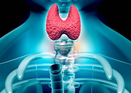 Photo for Thyroid gland anatomy .3d illustration - Royalty Free Image