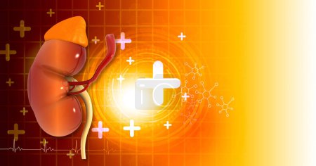 Photo for Human kidneys on medical background. 3d illustration - Royalty Free Image