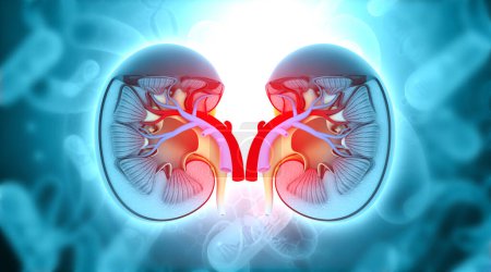 Foto de Sección transversal del riñón humano sobre los antecedentes científicos. ilustración 3d - Imagen libre de derechos