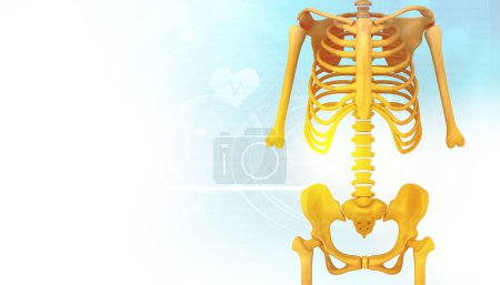 Téléchargez les photos : Squelette humain sur fond isolé. Illustration 3d - en image libre de droit
