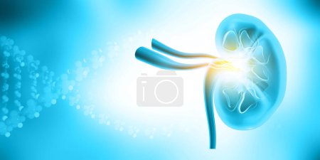 Photo for Human kidney cross section. 3d illustration - Royalty Free Image