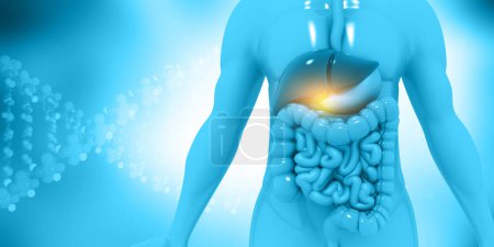 Téléchargez les photos : Anatomie du système digestif humain. Illustration 3D - en image libre de droit