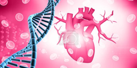 Photo for DNA strand on human heart background. 3d illustration - Royalty Free Image