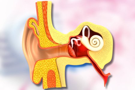Foto de Anatomía de la sección transversal del oído humano. ilustración 3d - Imagen libre de derechos