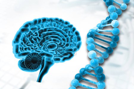 Foto de Cerebro humano con hebra de ADN. ilustración 3d - Imagen libre de derechos
