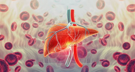Photo for Human liver on abstract scientific background. 3d illustration - Royalty Free Image