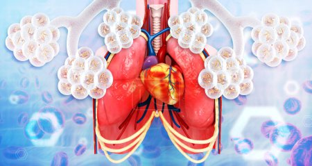 Téléchargez les photos : Alvéoles pulmonaires humaines. Illustration 3d - en image libre de droit