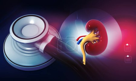Photo for Close up view of stethoscope with human Kidney. 3d illustration - Royalty Free Image