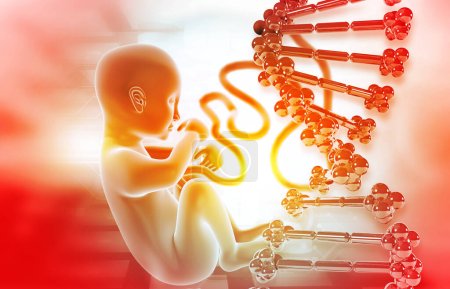 Photo for Human fetus with dna strand  on scientific background. 3d illustration - Royalty Free Image