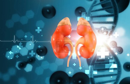 Photo for Human kidney with dna strand on scientific background. 3d illustration - Royalty Free Image