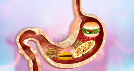 Photo for Fast foods with stomach anatomy. 3d illustration - Royalty Free Image