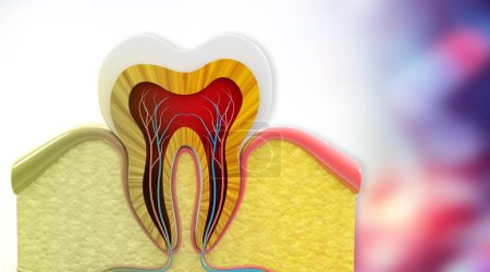 Foto de Sección transversal de dientes humanos sobre antecedentes médicos. ilustración 3d - Imagen libre de derechos