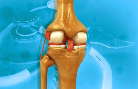 Foto de Estructura ósea de rodilla humana. ilustración 3d - Imagen libre de derechos