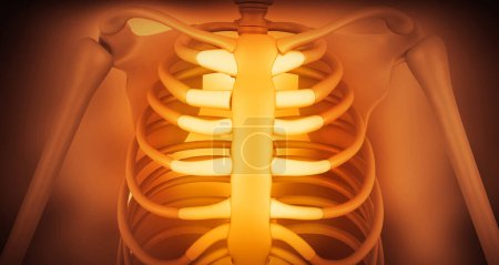 Photo for Huamn rib anatomy. 3d illustration - Royalty Free Image