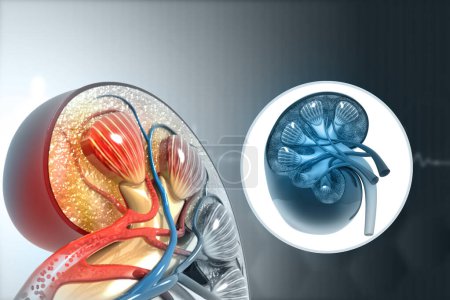 Foto de Anatomía del riñón humano. Ilustración 3D - Imagen libre de derechos