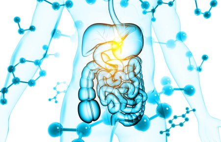 Téléchargez les photos : Anatomie digestive humaine des molécules de fond. Illustration 3d - en image libre de droit