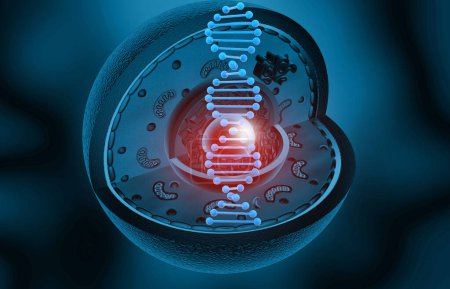 Foto de Anatomía celular con hebra de ADN. ilustración 3d - Imagen libre de derechos