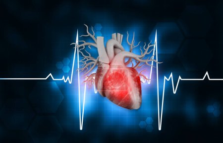 Photo for Human heart anatomy with ecg background. 3d illustration - Royalty Free Image