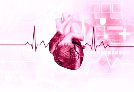 Anatomie des menschlichen Herzens mit ecg Hintergrund. 3D-Illustration