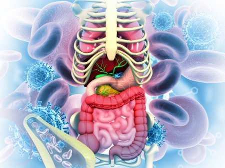 Photo for Human digestive system on medical background. 3d illustration - Royalty Free Image