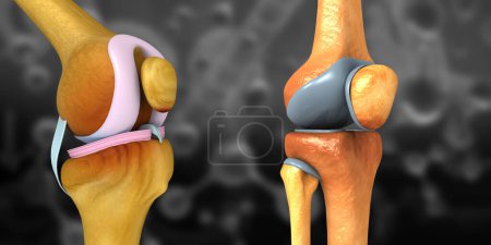 Téléchargez les photos : Anatomie du genou humain. Illustration 3d - en image libre de droit