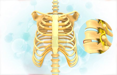 Téléchargez les photos : Anatomie des côtes et de la colonne vertébrale humaines. Illustration 3d - en image libre de droit