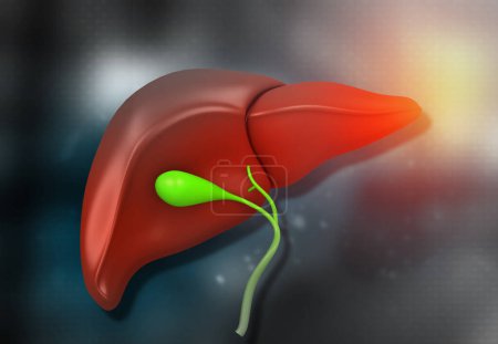 Foto de Anatomía saludable del hígado humano. ilustración 3d - Imagen libre de derechos