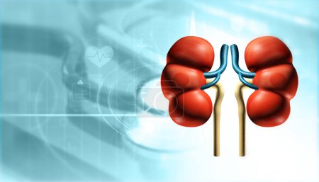 Photo for Human kidney on scientific background. 3d illustration - Royalty Free Image