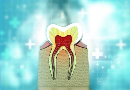 Téléchargez les photos : Coupe transversale des dents. Illustration 3d - en image libre de droit
