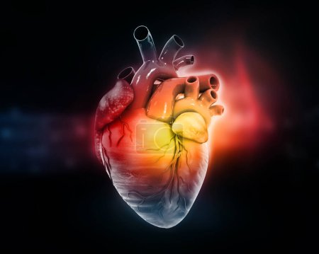 Téléchargez les photos : Anatomie cardiaque humaine. Illustration 3d - en image libre de droit