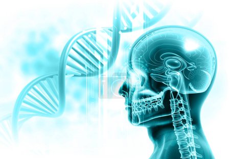 Téléchargez les photos : Anatomie de la tête humaine sur fond ADN. Illustration 3d - en image libre de droit
