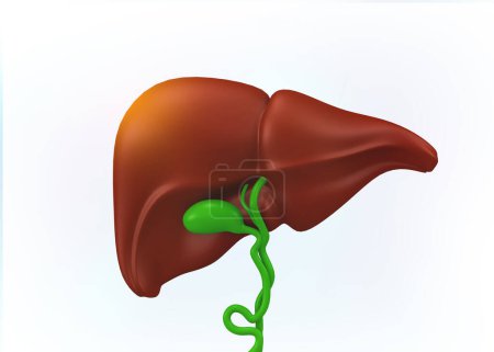 Foto de Hígado humano sano. ilustración 3d - Imagen libre de derechos