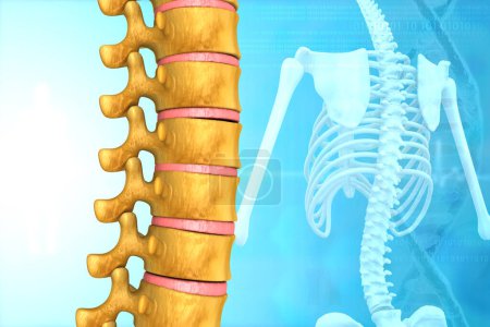 Foto de Human spine anatomy. 3d illustration - Imagen libre de derechos