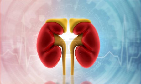 Photo for Human kidney on scientific background. 3d illustration - Royalty Free Image