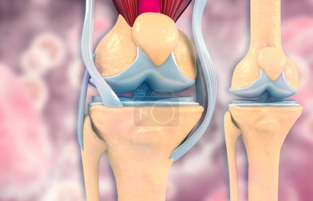 Téléchargez les photos : Anatomie des articulations du genou humain. Illustration 3d - en image libre de droit