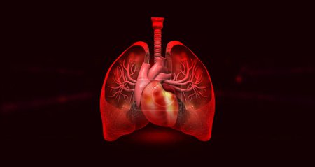 Téléchargez les photos : Anatomie du système respiratoire humain en arrière-plan sombre. Illustration 3d - en image libre de droit