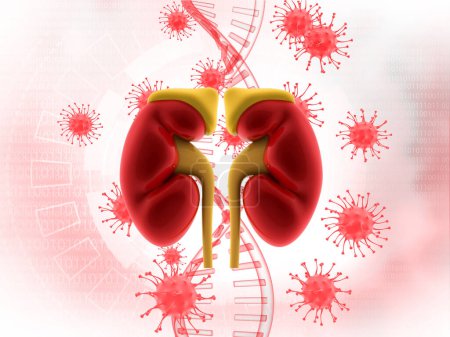 Photo for Human kidney on virus background. 3d illustration - Royalty Free Image